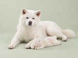 Peluche mouton à cœur battant avec Neji — studio vert sauge
