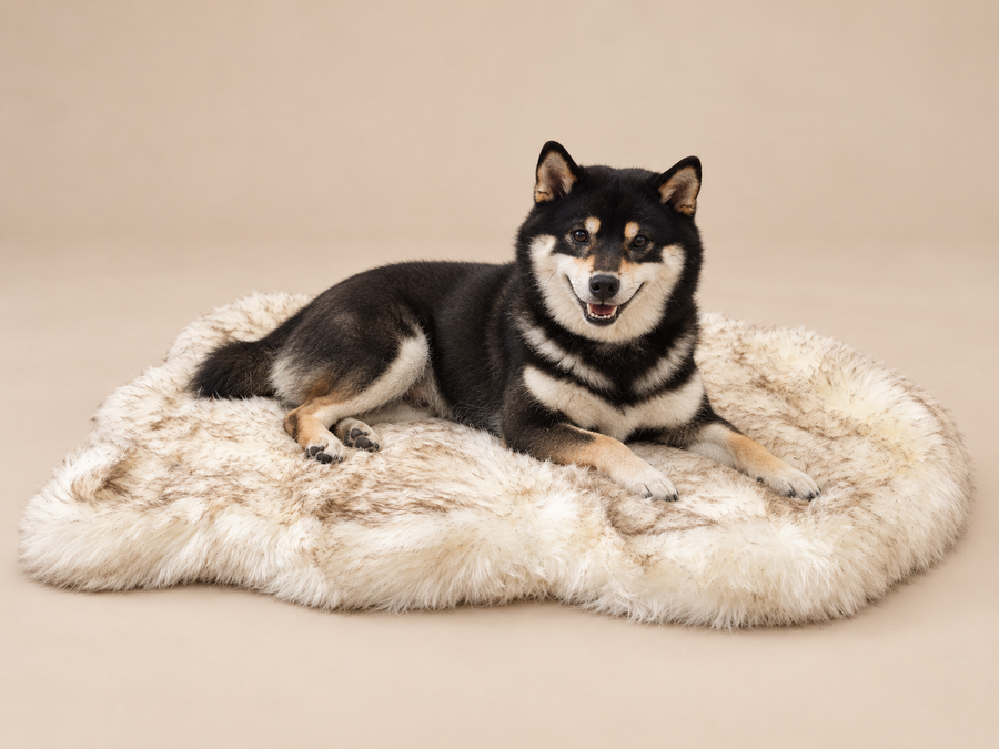 Tapis Nuage beige avec le Shiba de Neji Factory — mise en scène studio